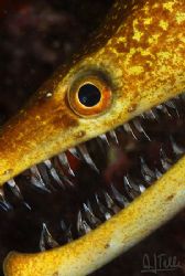Teeth, beatyful teeth. They seem dangerous, but really ar... by Arthur Telle Thiemann 
